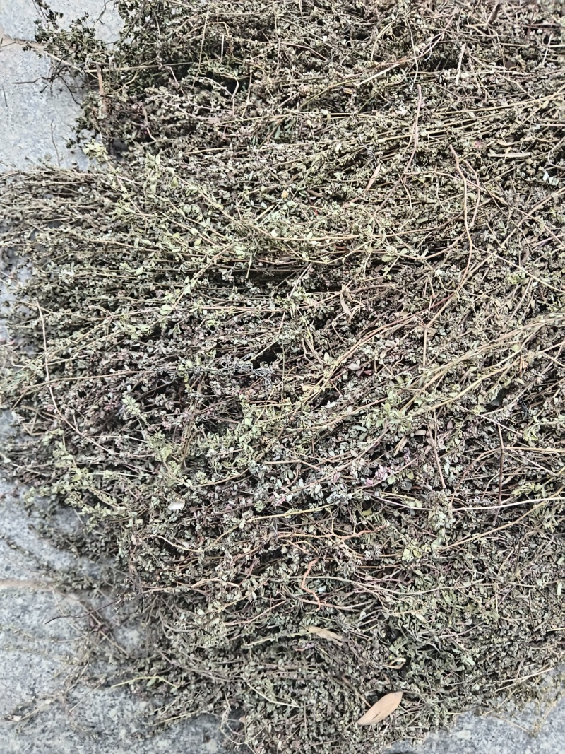地锦草