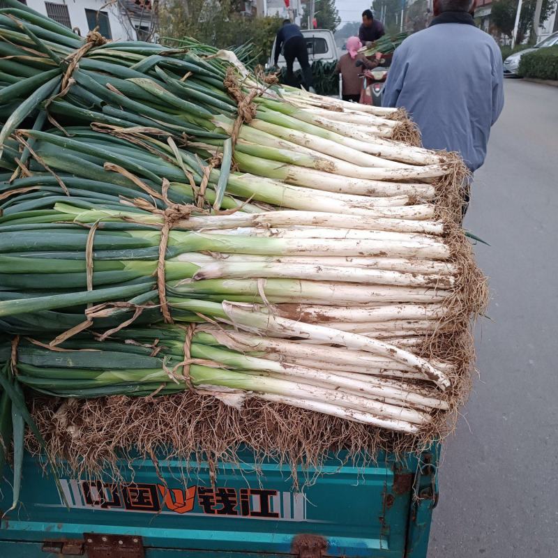 长白大葱大量上市了，需要的联系我，价格低，质量好