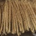临漳铁棍山药