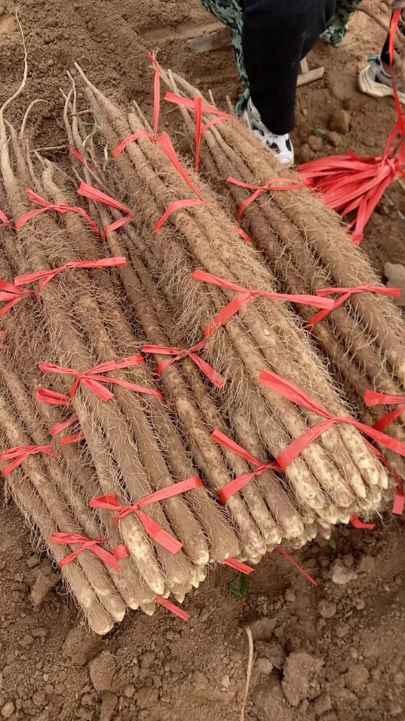 临漳铁棍山药