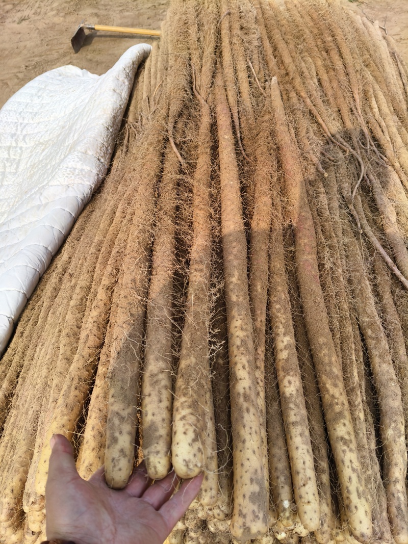 临漳铁棍山药