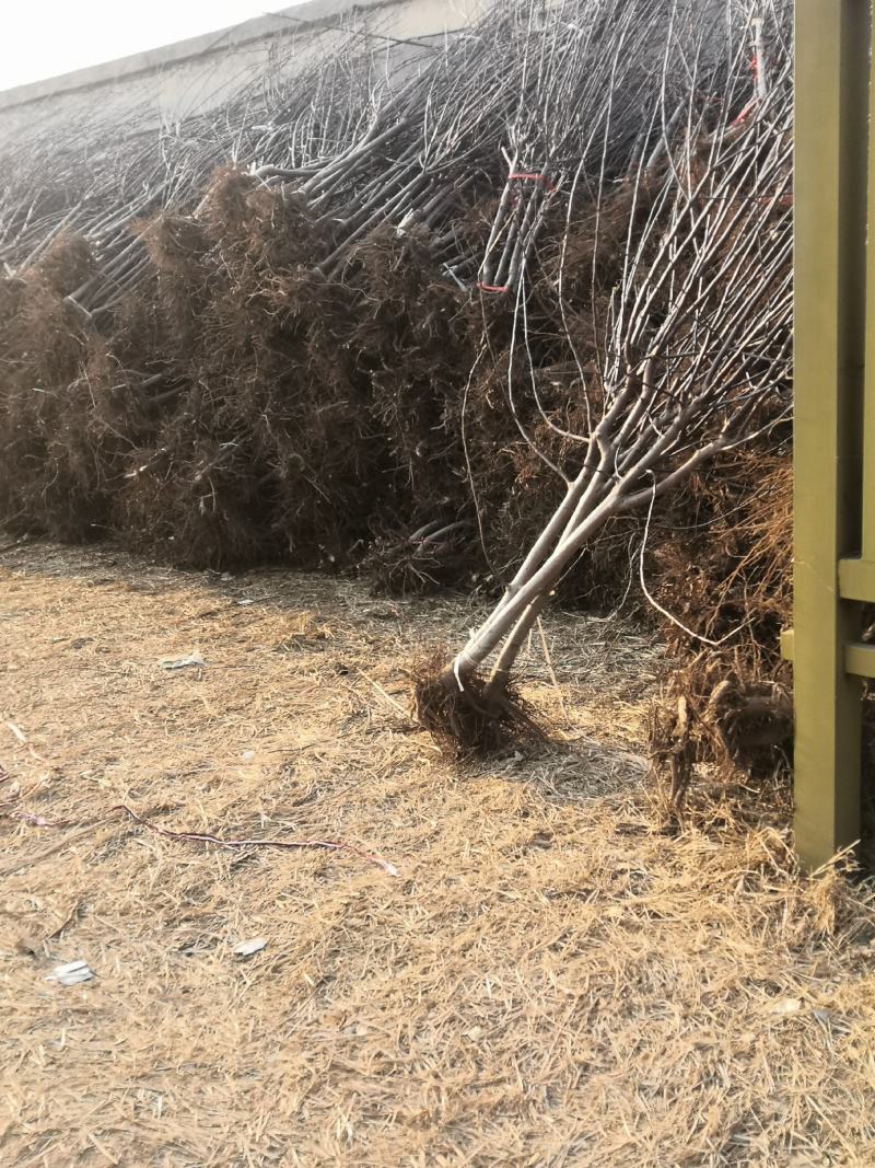 1公分2公分3公分华硕苹果苗红富士苹果树爱妃苹果树苗