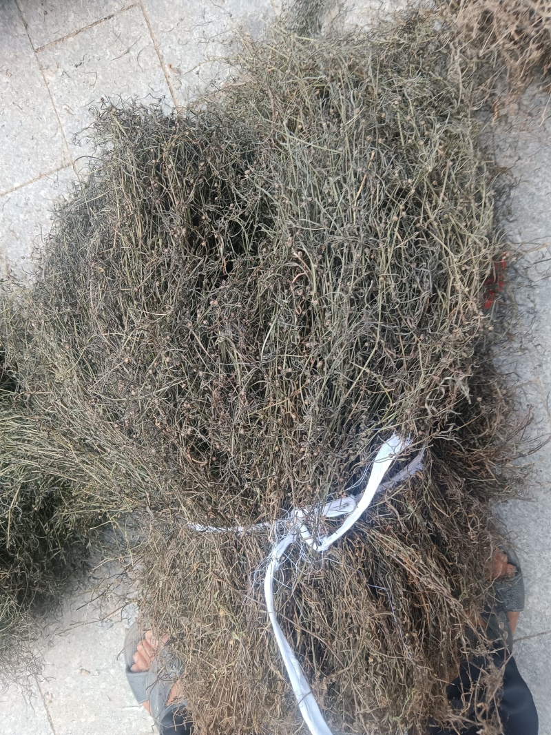 白花蛇舌草