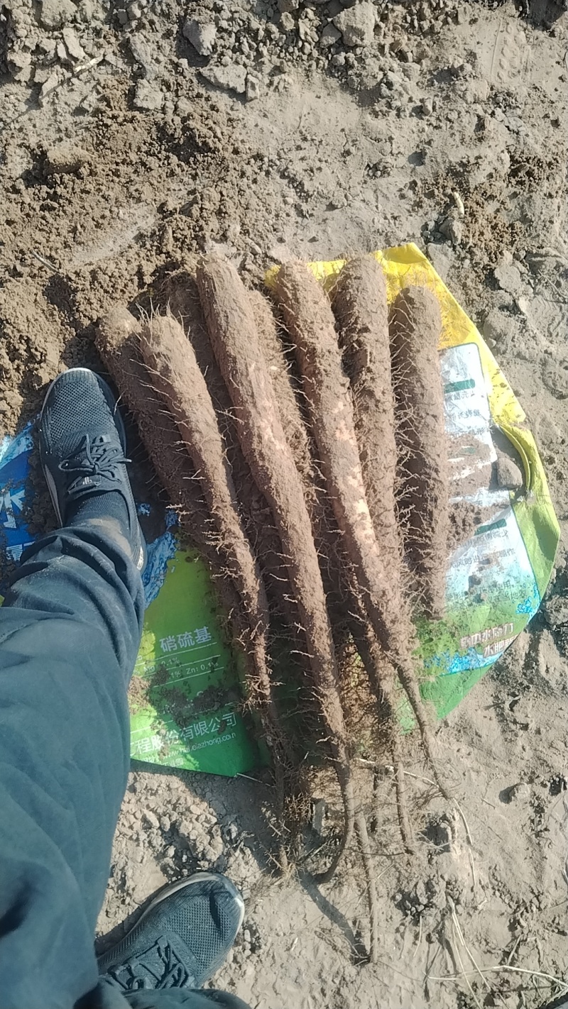 短粗榆林铁棍山药通货大量有货！榆林白玉山药通货大量有货
