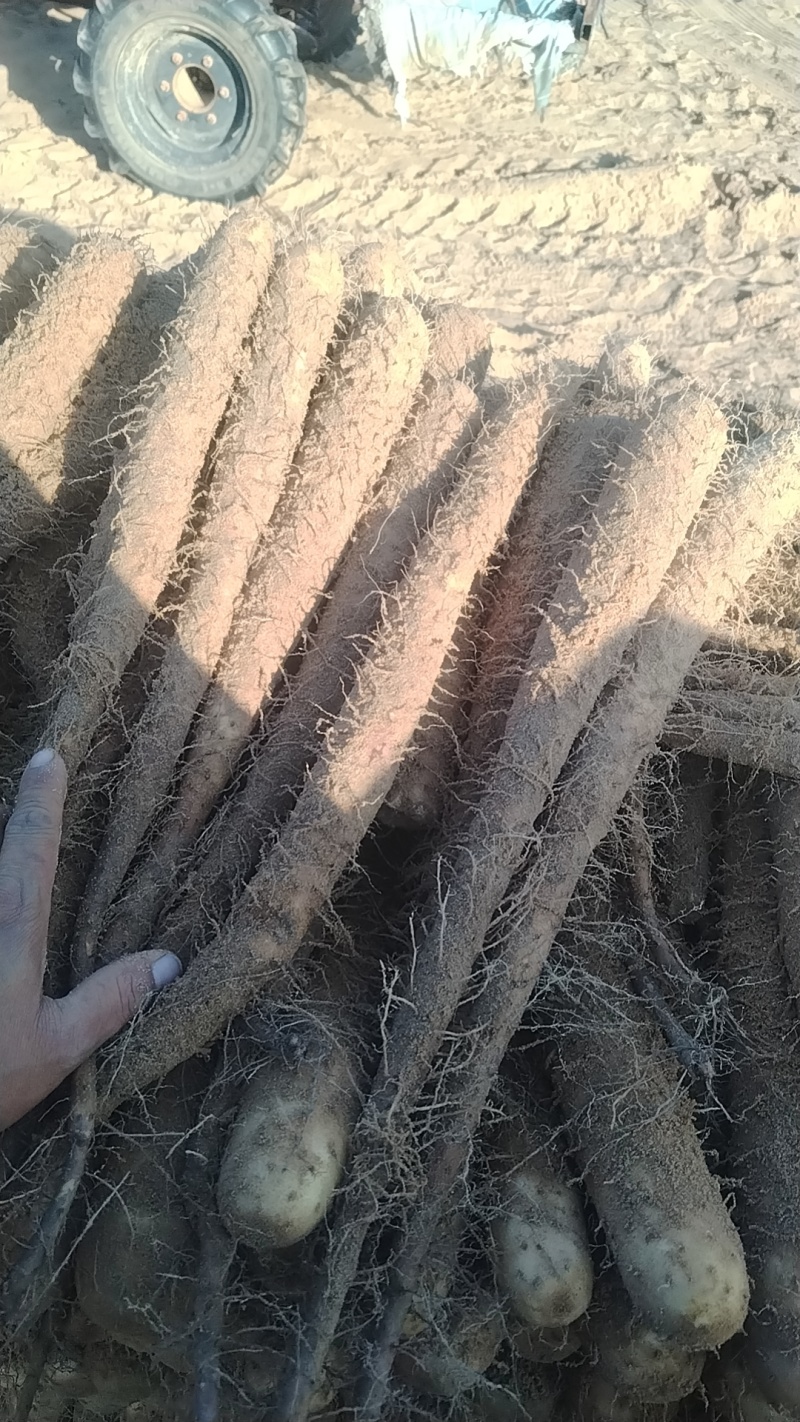 短粗榆林铁棍山药通货大量有货！榆林白玉山药通货大量有货