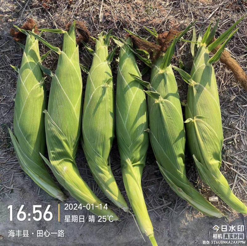 广西横县玉米甜玉米一件代发供应电商超市档口批发欢迎来电