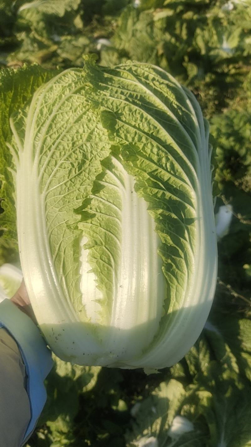 叶菜类