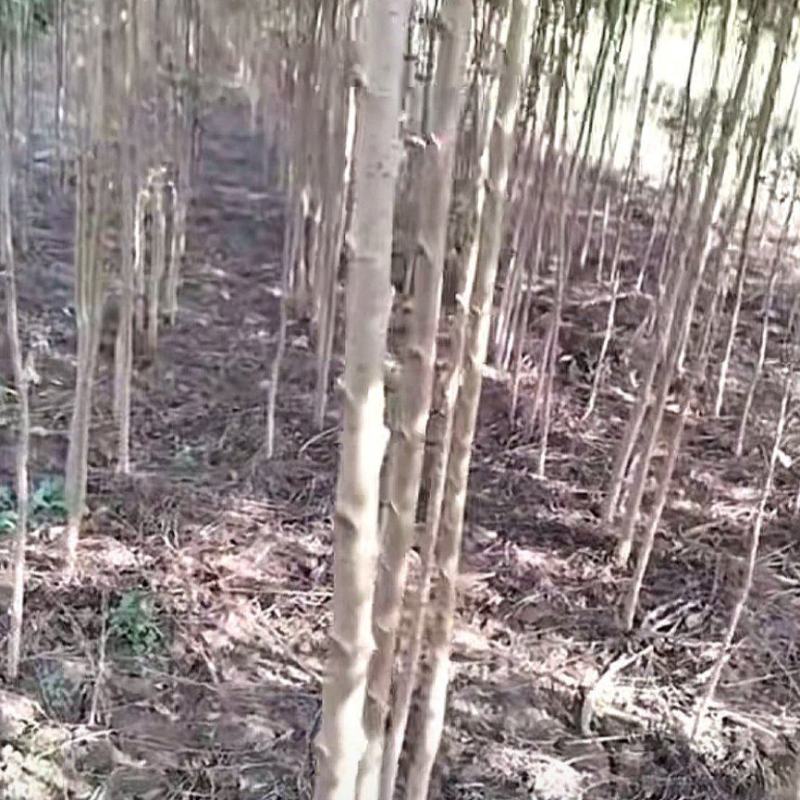 榆树