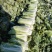 热卖河北石家庄白菜大白菜产地直发专业代办