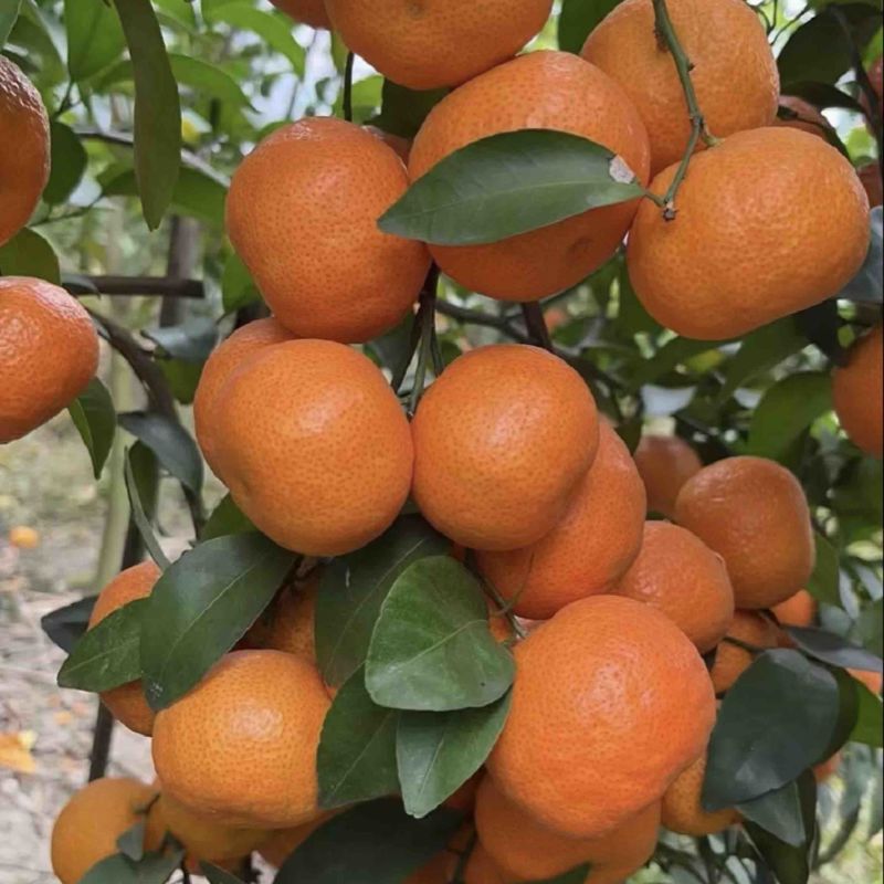 广西沙糖橘口感纯甜果皮极薄细腻化渣风味浓郁全国发货