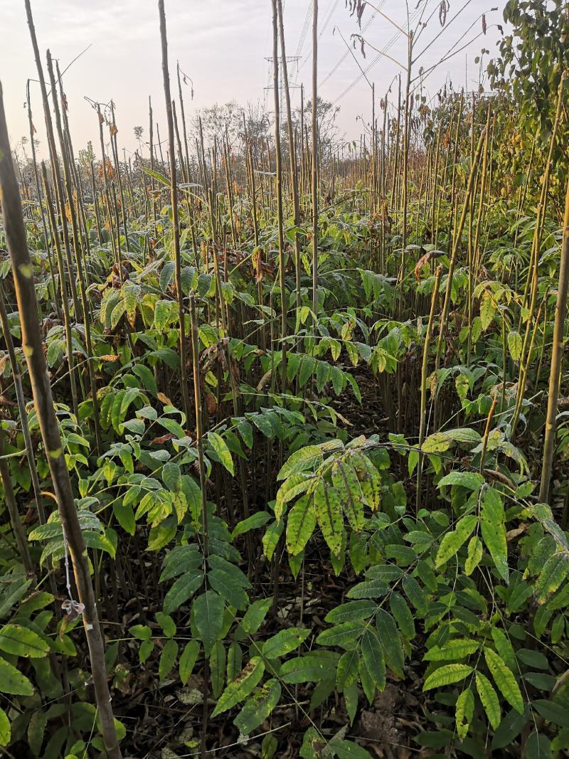 红油香椿苗价格泰山红油香椿树苗基地大棚香椿苗包技术