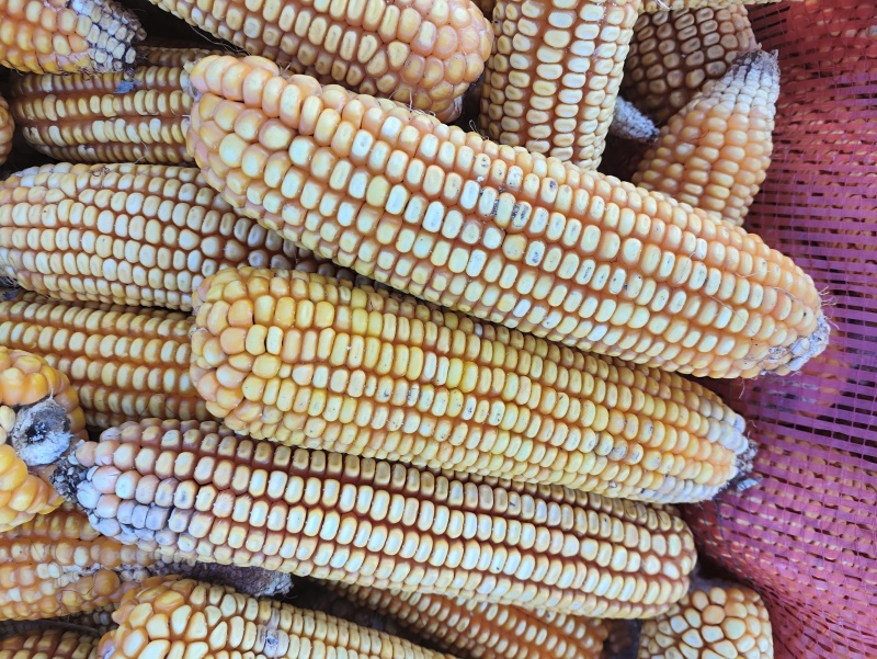 大玉米