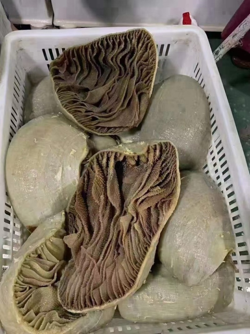 【优质】山东整毛肚整肚大量现货保质保量欢迎订购