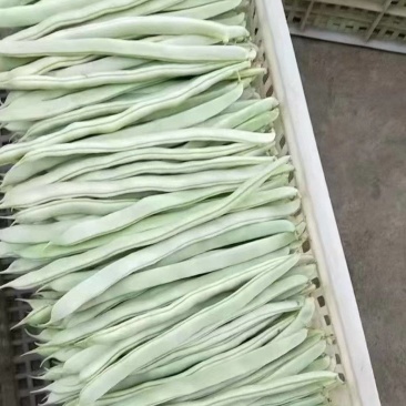 质量上乘，货源充足，白豆
