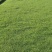 四季青，马尼拉草坪