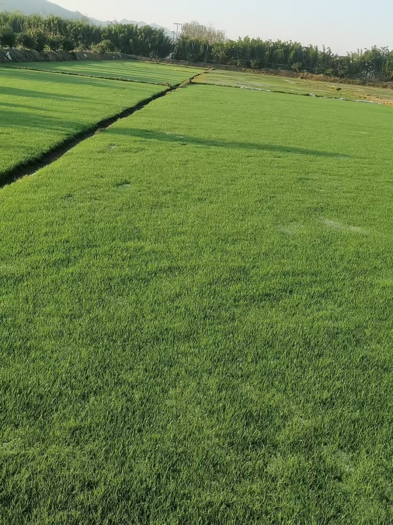 四季青，马尼拉草坪
