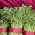 茼蒿产地直销，一手货源