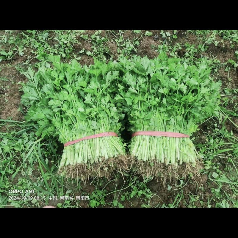 小香芹