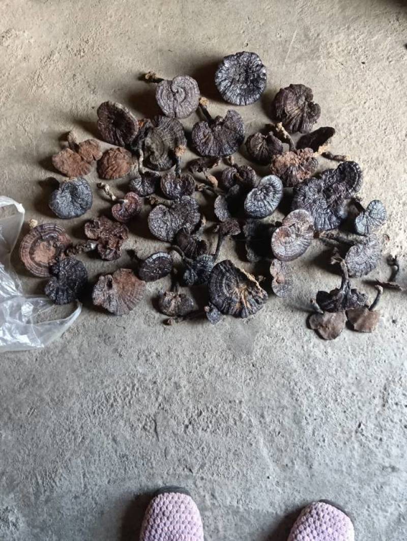 **灵芝，滋补养生，健康养生**