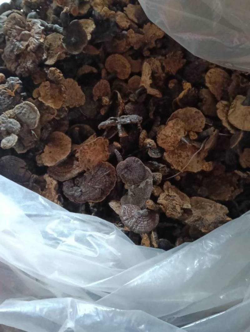 **灵芝，滋补养生，健康养生**