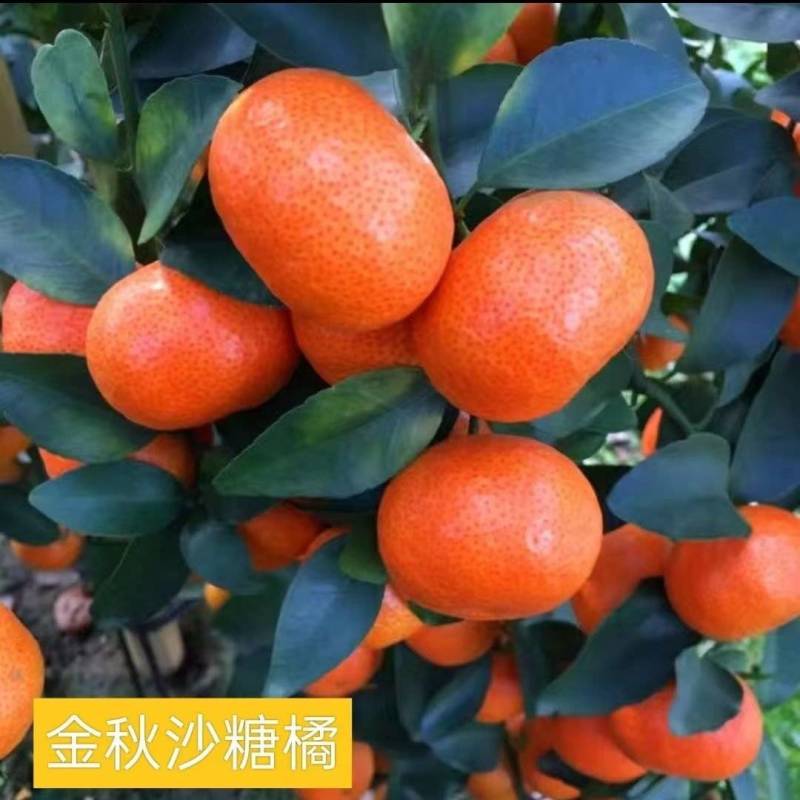 广西容县金秋沙糖桔嫁接苗、基地一手货欢迎电联