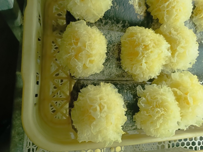 银耳鲜品，大批量，可电话联系。