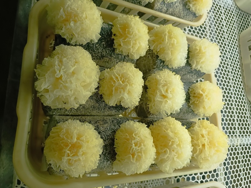 银耳鲜品，大批量，可电话联系。