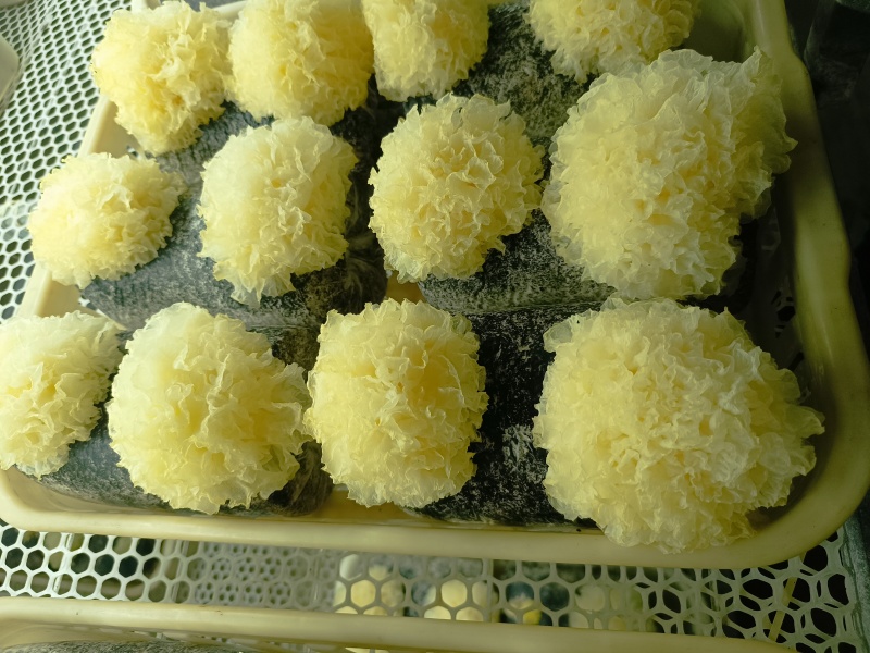 银耳鲜品，大批量，可电话联系。