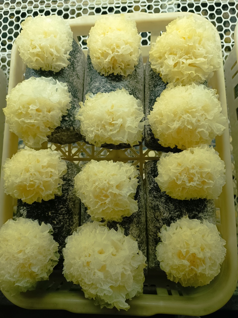 银耳鲜品，大批量，可电话联系。