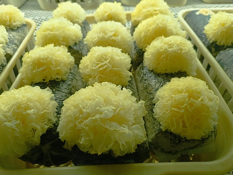 银耳鲜品，大批量，可电话联系。