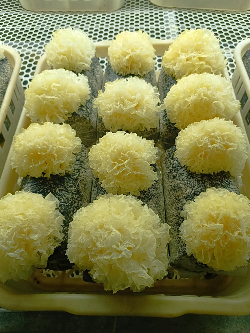 银耳鲜品，大批量，可电话联系。