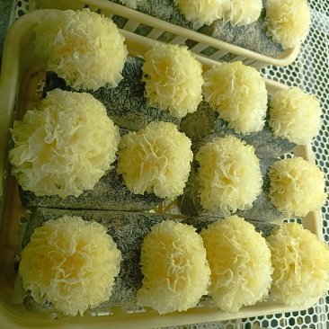 银耳鲜品，大批量，可电话联系。