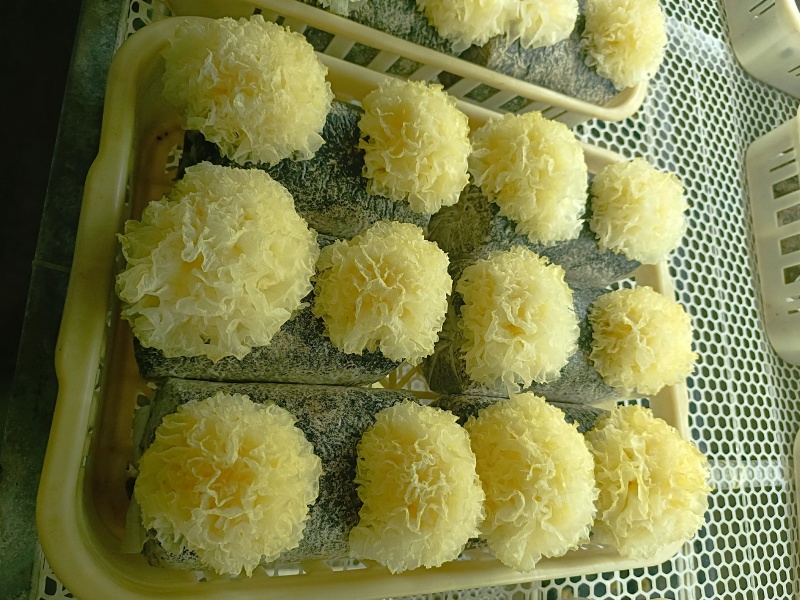 银耳鲜品，大批量，可电话联系。