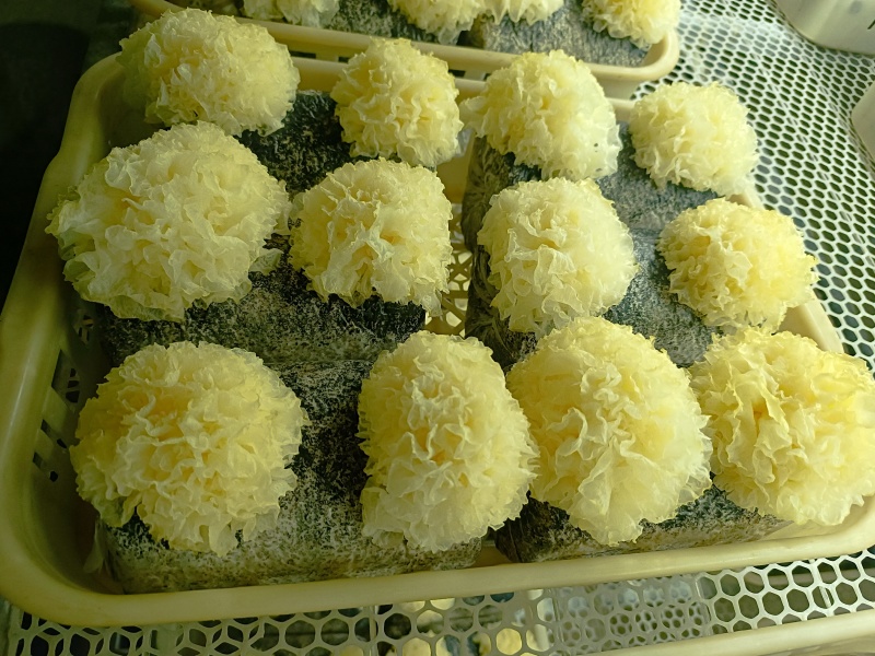 银耳鲜品，大批量，可电话联系。