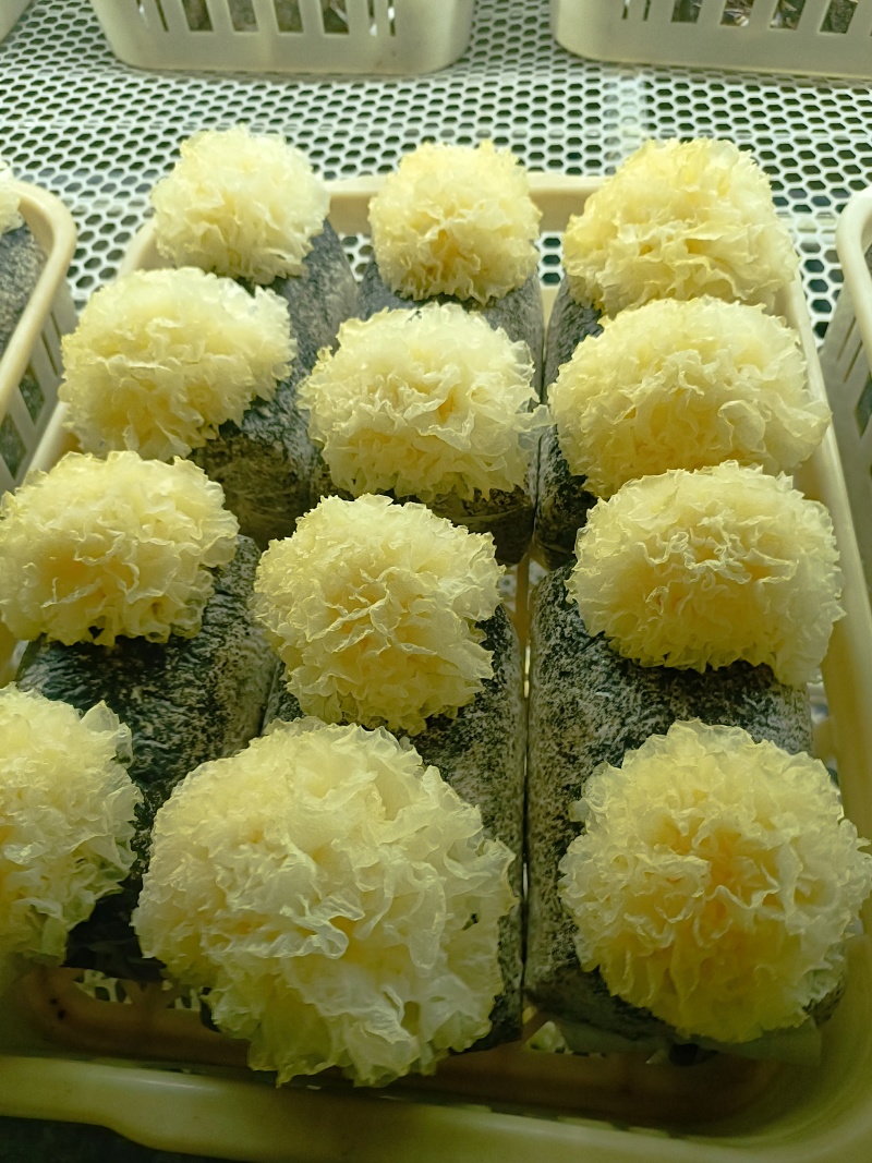 银耳鲜品，大批量，可电话联系。