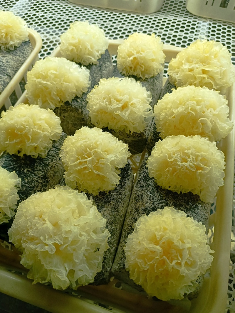 银耳鲜品，大批量，可电话联系。