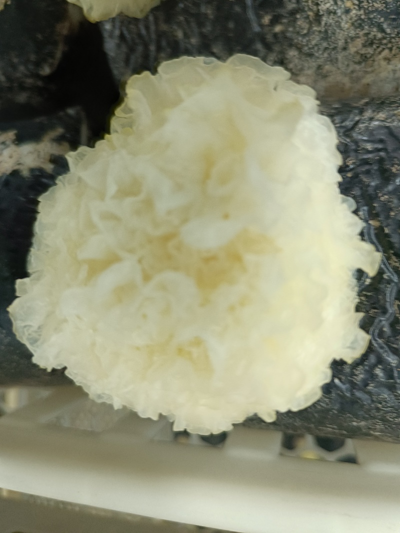 银耳鲜品，大批量，可电话联系。