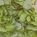 菠菜