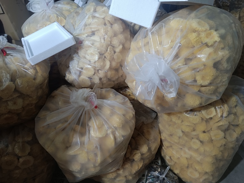 银耳干品，工厂基地智能出菇棚鲜品烘干品，大批量欢迎联系。