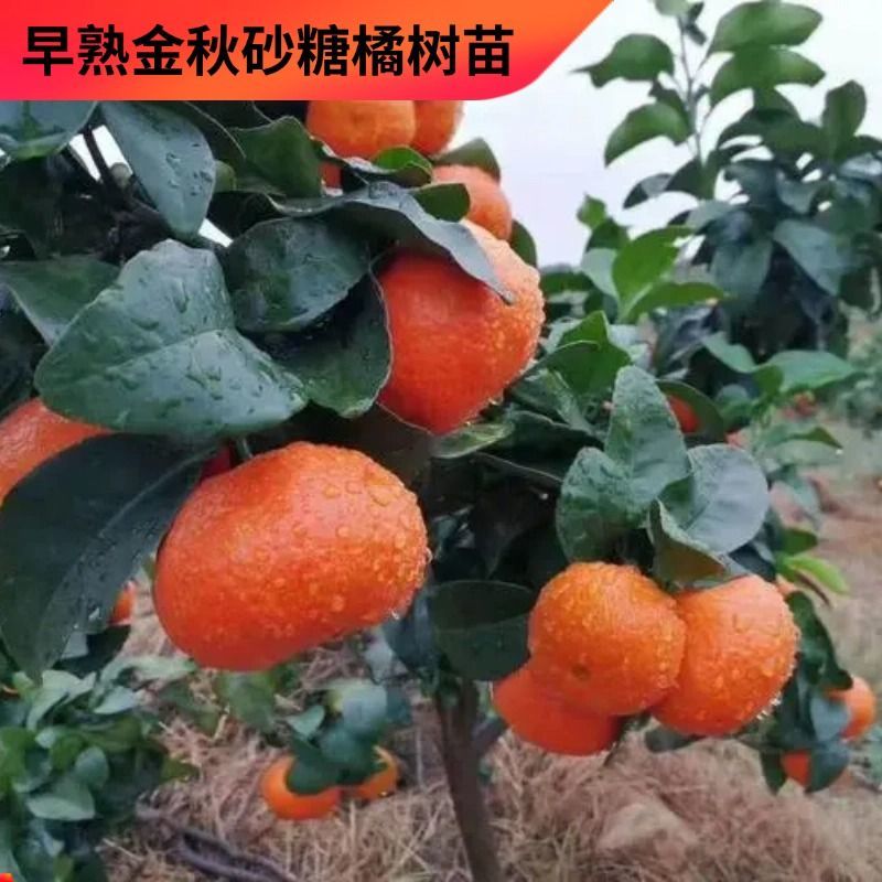 广西容县金秋沙糖桔嫁接苗、基地一手货欢迎电联