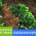 广西容县金秋沙糖桔嫁接苗、基地一手货欢迎电联