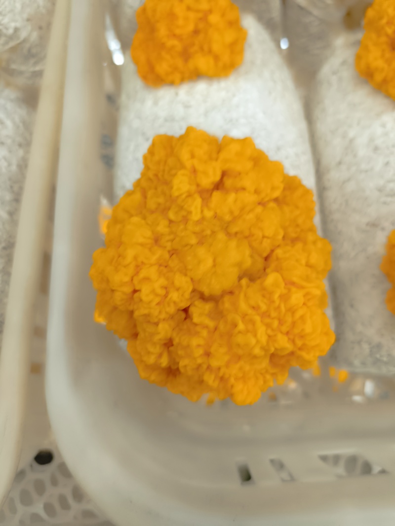 金耳鲜品，大批量的欢迎联系
