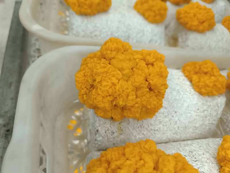 金耳鲜品，大批量的欢迎联系