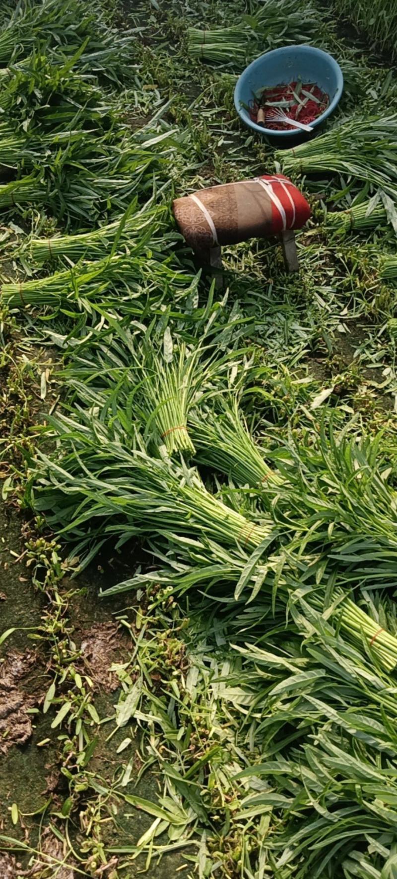 空心菜