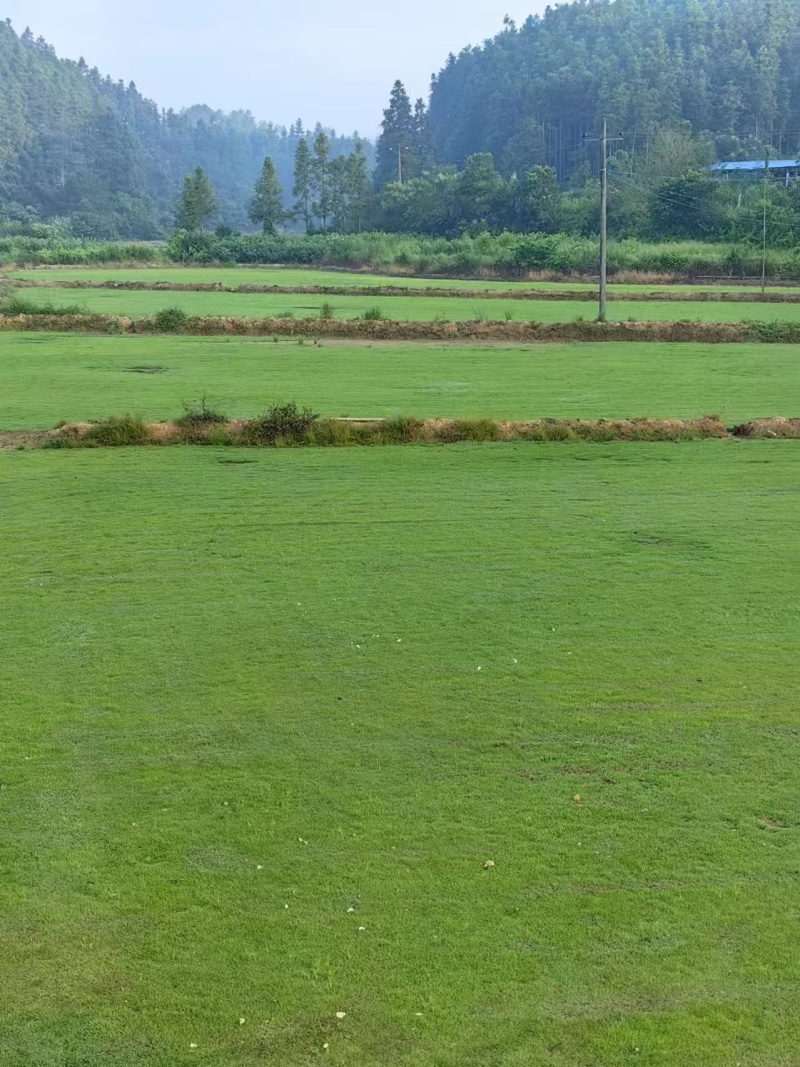 草坪马尼拉