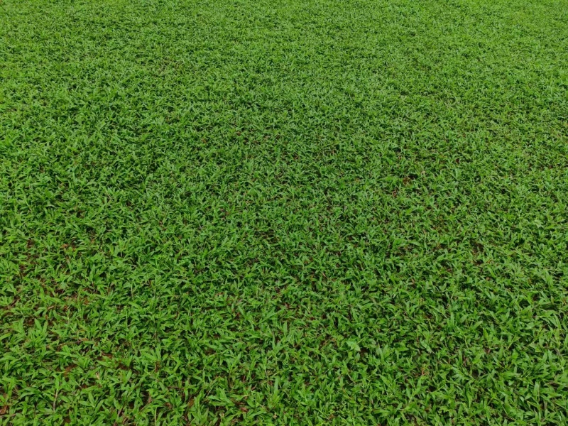草坪马尼拉