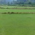 草坪马尼拉
