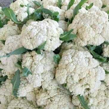 东昌府松花菜白面青梗散花小米粒菜花货源稳定代收代发