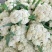 东昌府松花菜白面青梗散花小米粒菜花货源稳定代收代发