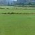 草坪马尼拉